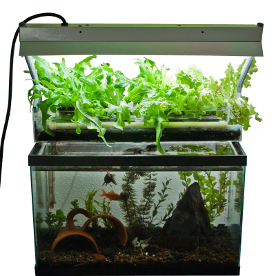 Tamku's Aquaponics